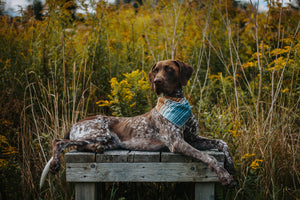 bilbo, a german shorthaired pointer, lies on a dock, surrounded by wildflowers. he is wearing a multi-coloured o&h bandana called atlas.
