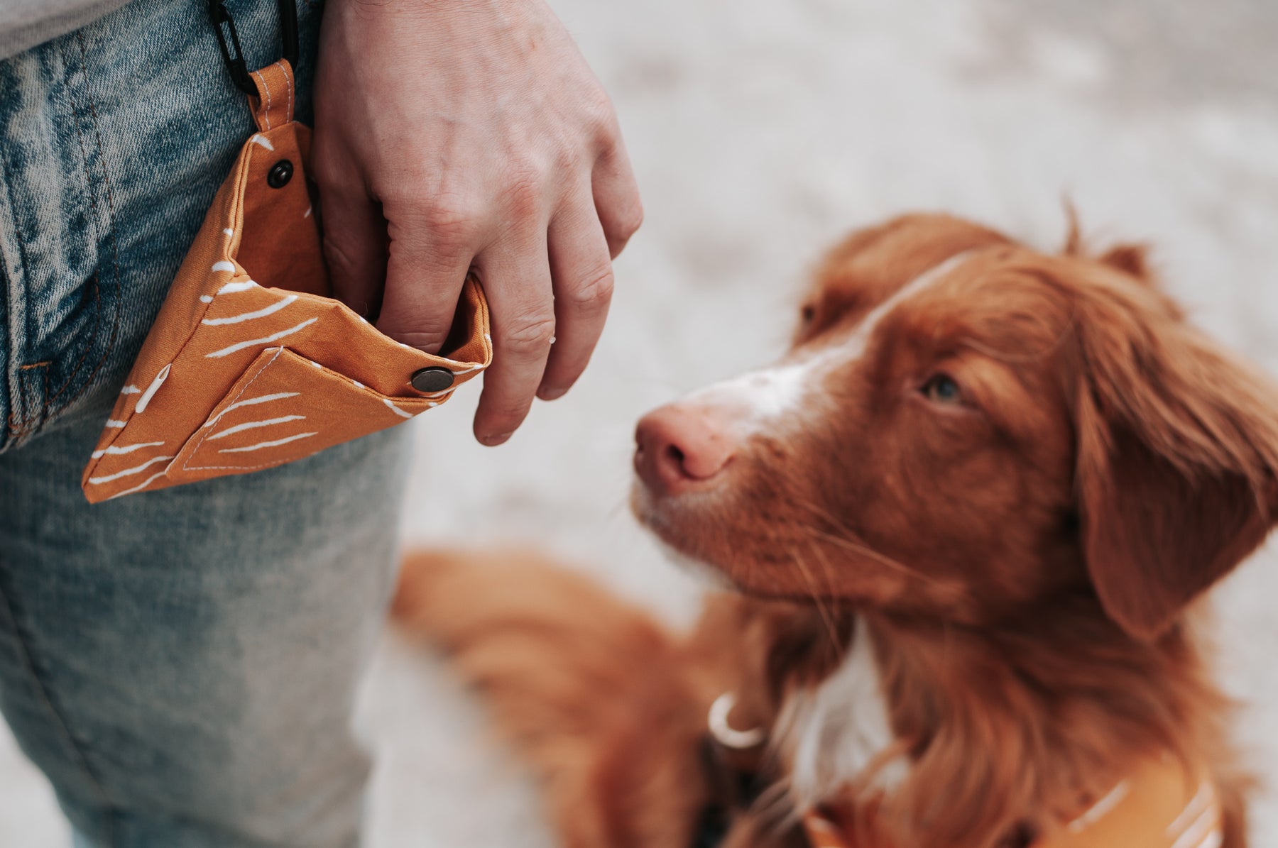 breton, a nova scotia duck toller, is intently looking at his dad's treat pouch.